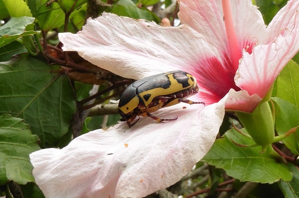 Pachnoda sinuata flavive (Cetoniidae) del Sudafrica